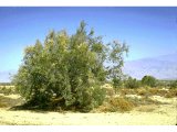 Tamarisk tree